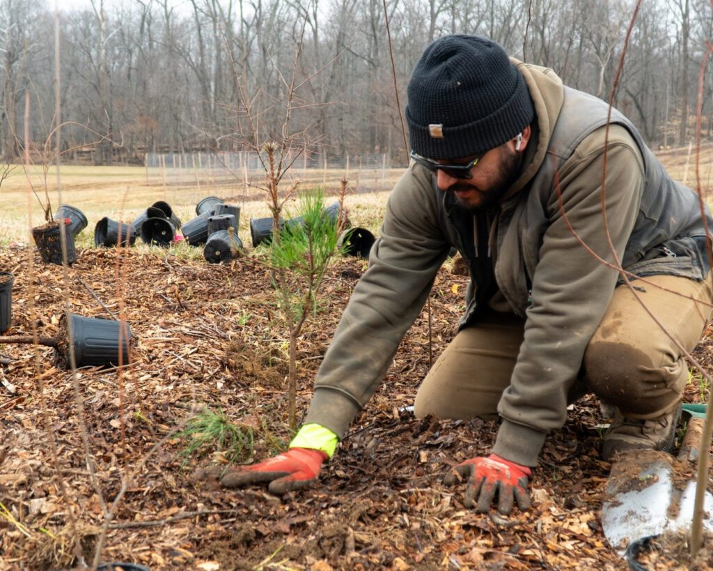 A Casey Trees employee plants small trees at the former Lake Arbor Golf Course.