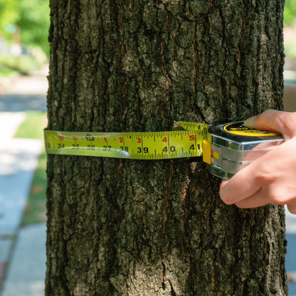 Hands measuring a tree