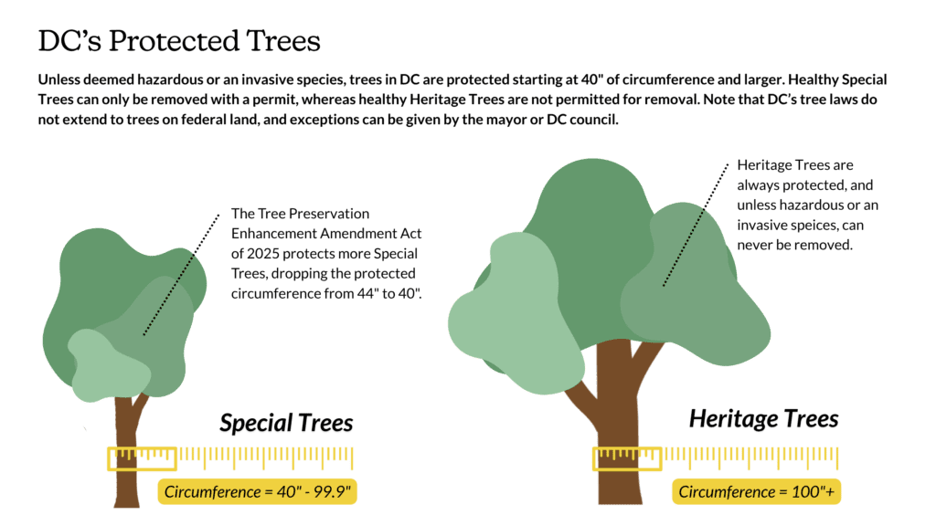 Graphic of DC's Protected Special and Heritage Trees
