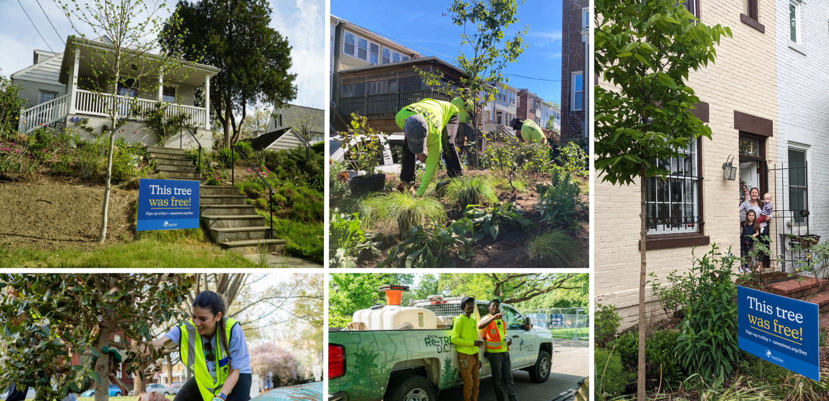 Free Trees for DC
