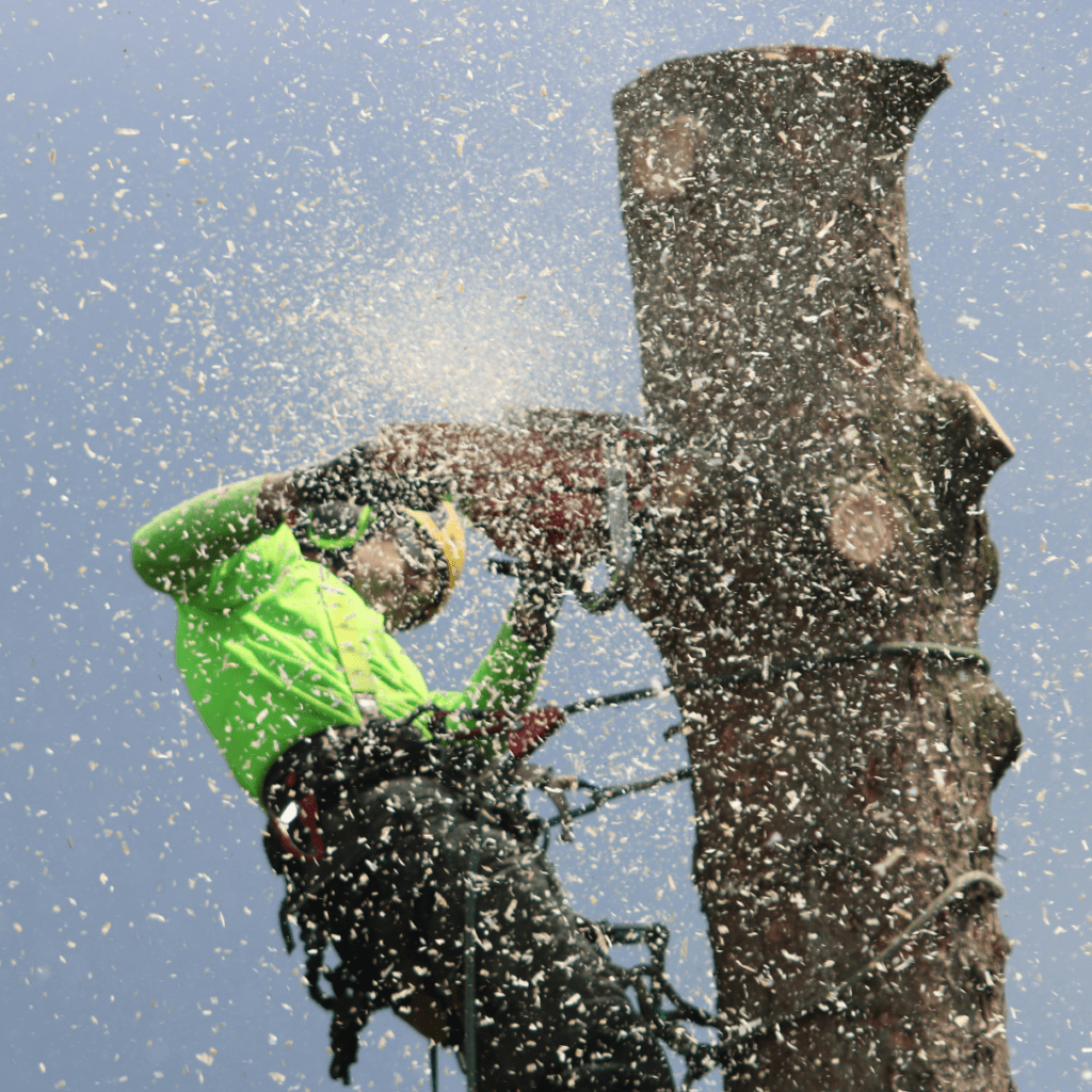 Arborist using a chainsaw