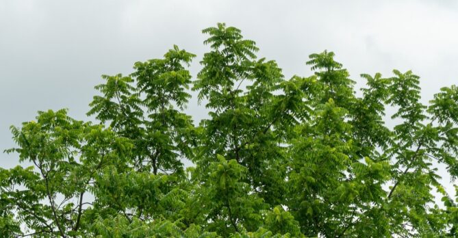 Top of a tree of heaven.