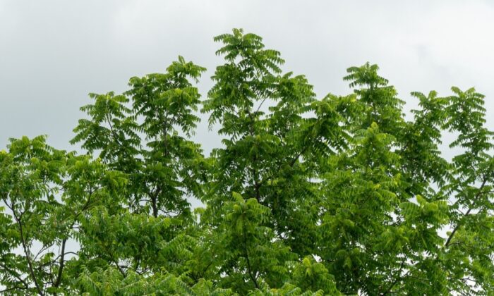 Top of a tree of heaven.