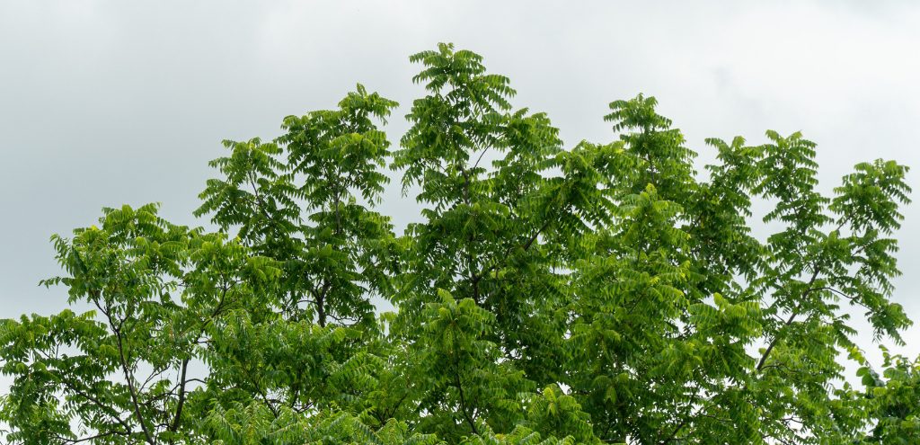 Top of a tree of heaven.