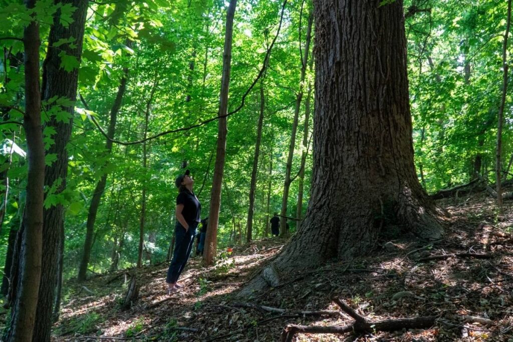 A woman stands on the forest floor, looking up into the tree canopy of a large mature tree.