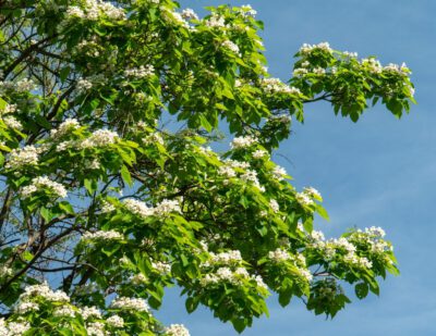 A northern catalpa tree with flowers.