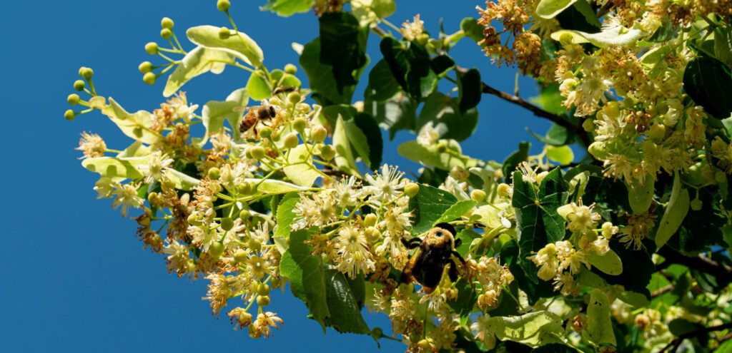 A honeybee and a bumblebee circle the flowers of an American linden tree.