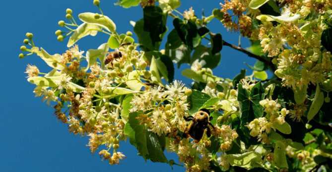 A honeybee and a bumblebee circle the flowers of an American linden tree.