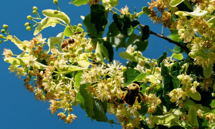 A honeybee and a bumblebee circle the flowers of an American linden tree.