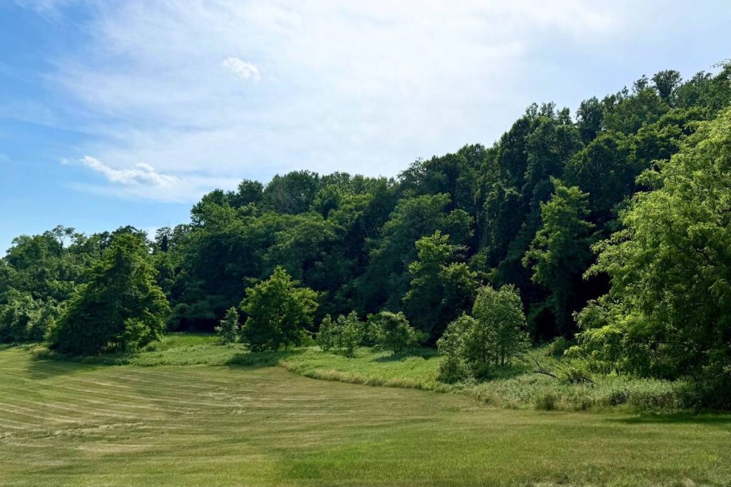 An open green space with the forest in the background.