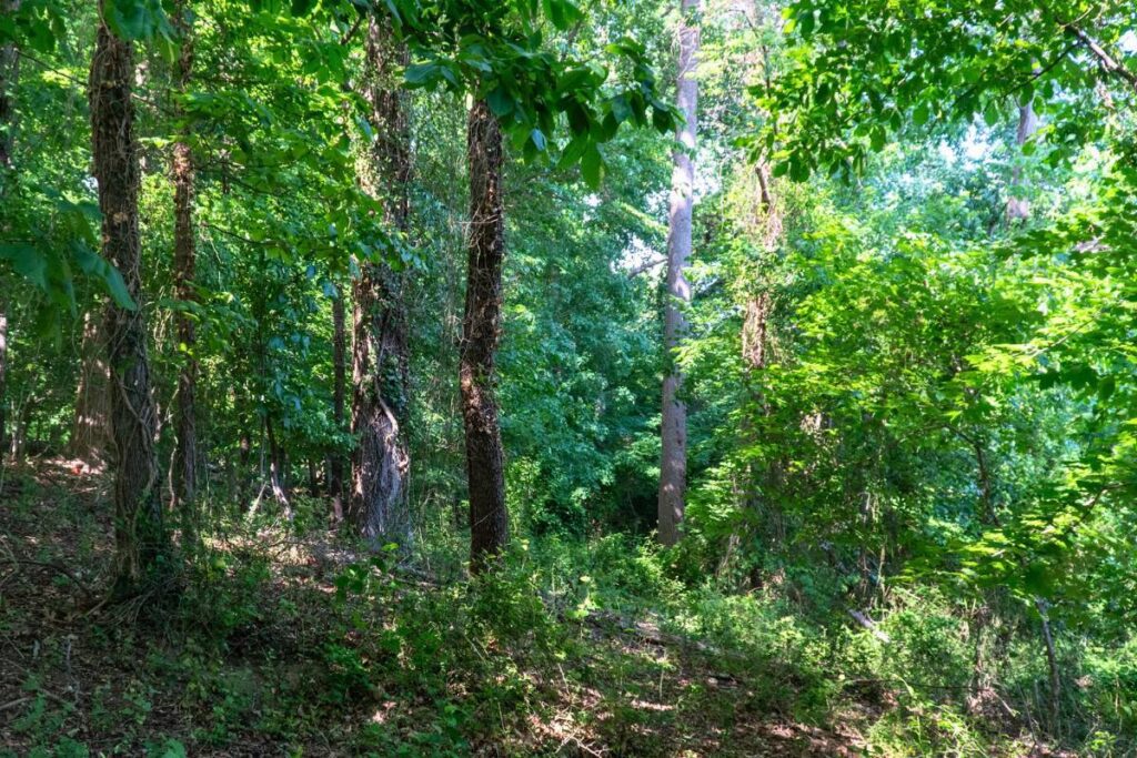Lush foliage and tree canopies with some dead vines growing on tree trunks.