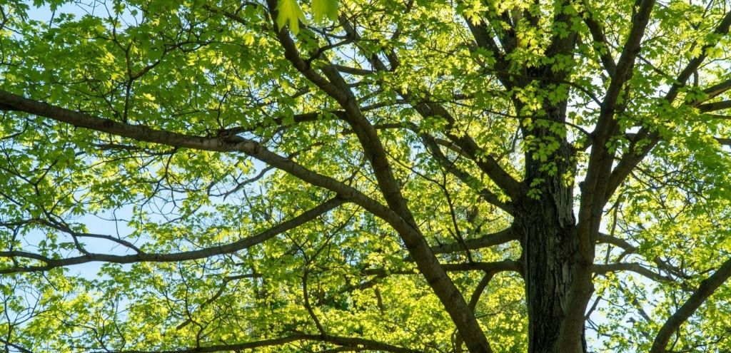 Looking at a mature tree canopy.