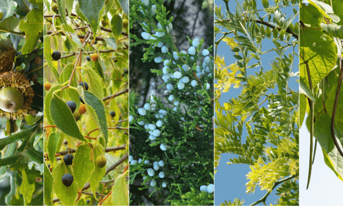 A collage of five close-up photos of a bur oak, hackberry, eastern red cedar, honey locust, and northern catalpa.