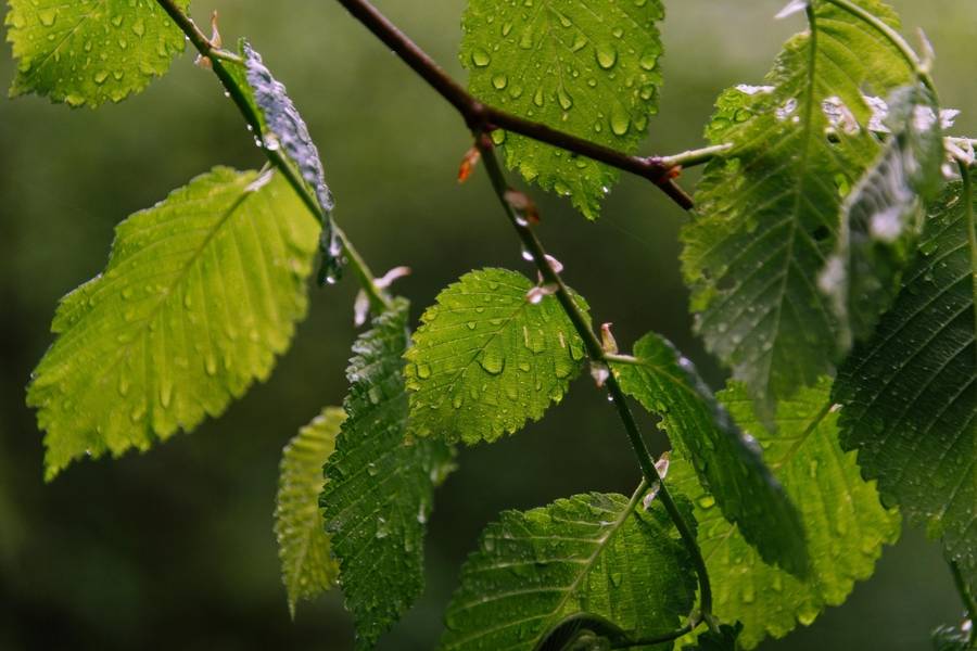 A close up of elm leaves covered in rain drops.