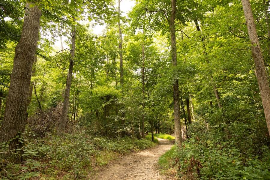 Tall trees frame a dirt walking trail in Greenbelt Park, Maryland.