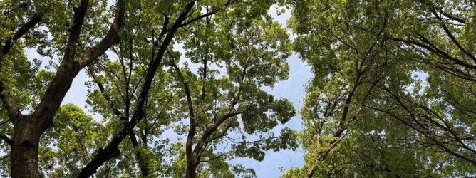Looking up a mature tree canopy.