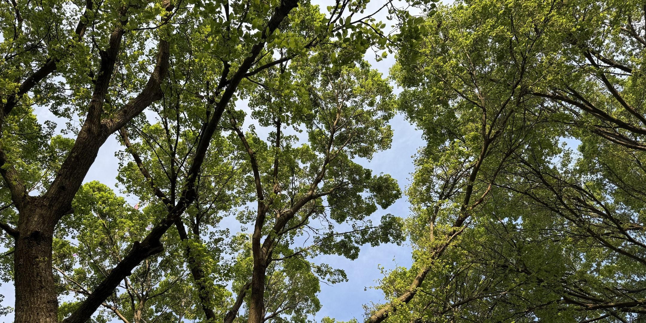 Looking up a mature tree canopy.