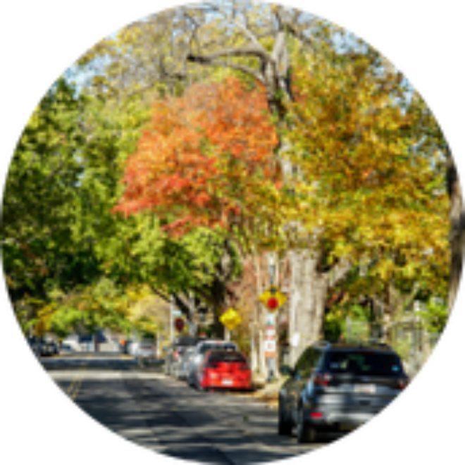 A tree-lined street with fall foliage.