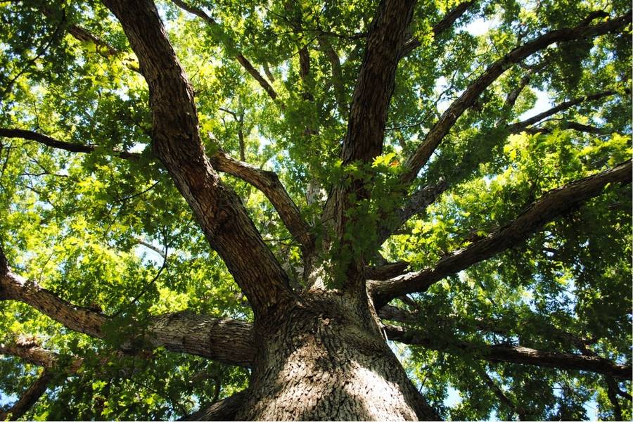 Looking up into a tree's canopy.