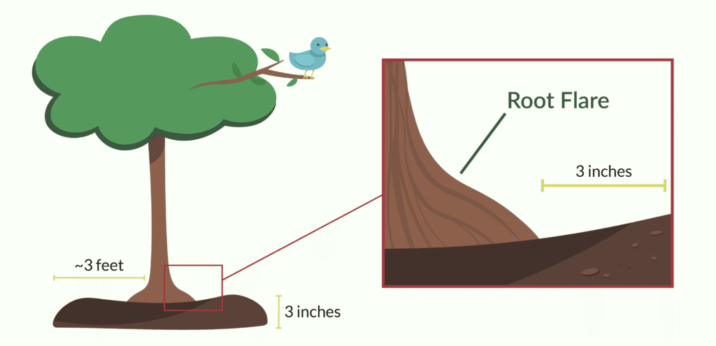 An illustrated graphic diagramming the 3-3-3 rule. A tree has a mulch ring approximately 3 inches deep, with a radius of around 3 feet wide. A close-up square shows the root flare at the tree's base, with a gap of 3 inches of the mulch from the base to help expose the flare. The diagram is not to scale.