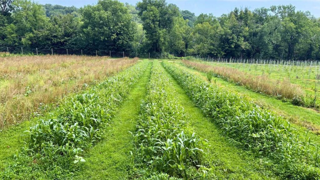 Rows of cover crops.