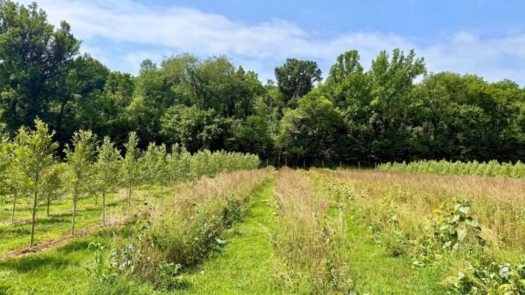 Rows of cover crops.