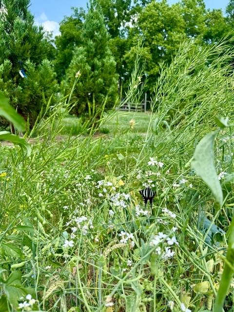 A zebra swallowtail butterfly rests on a flower.