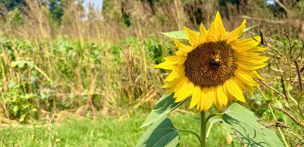 A bumblebee pollinating a sunflower.