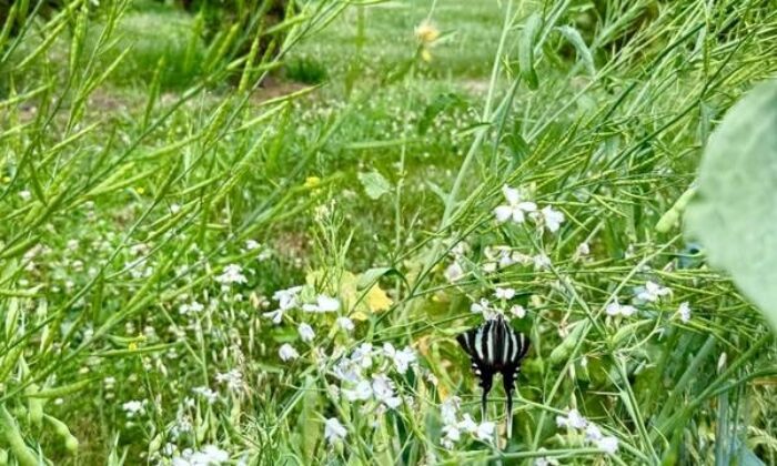 A zebra swallowtail butterfly rests on a flower.