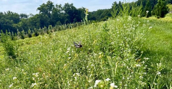 A zebra swallowtail butterfly flutters above a row of cover crops.
