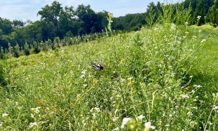 A zebra swallowtail butterfly flutters above a row of cover crops.