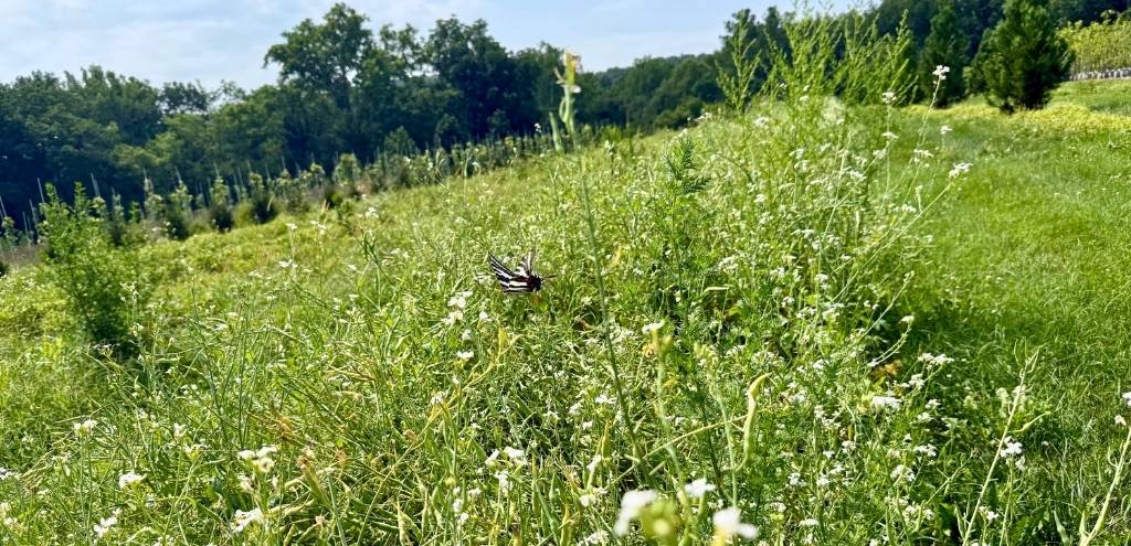 A zebra swallowtail butterfly flutters above a row of cover crops.