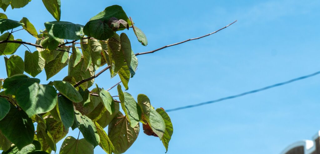 A closeup of a redbud tree with a bare branch.