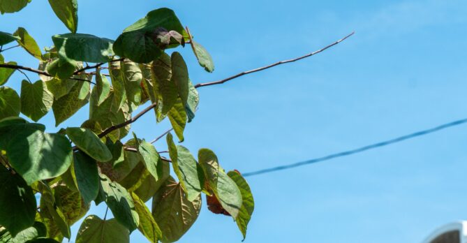 A closeup of a redbud tree with a bare branch.