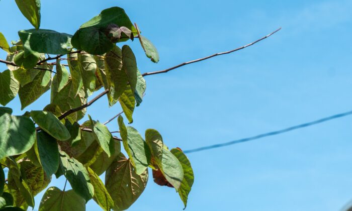 A closeup of a redbud tree with a bare branch.