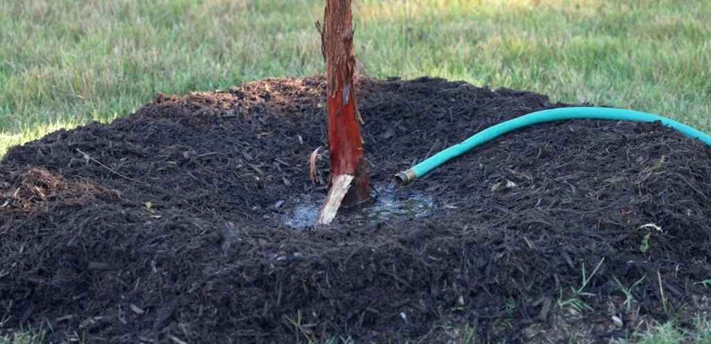 A hose is slowly watering a tree.