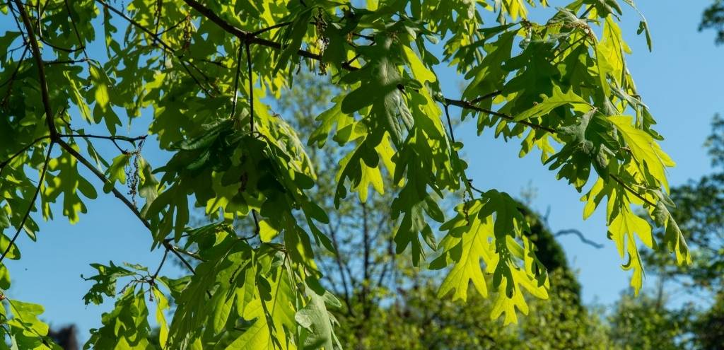 Leaves of a white oak in the sun.