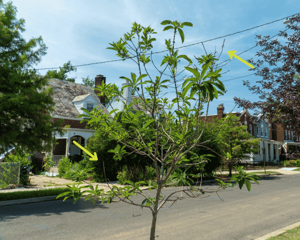 A sweetbay magnolia tree experiencing some dieback towards the tips of its branches, emphasized by arrows.