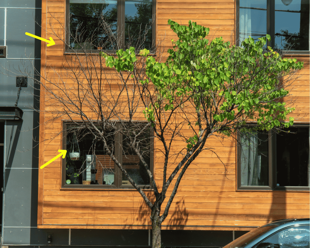 An eastern redbud tree experiencing nearly 50% dieback in its canopy, emphasized by arrows.