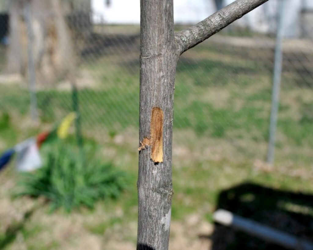 A closeup of a scratch test on a tree, showing brown, dead tissue.
