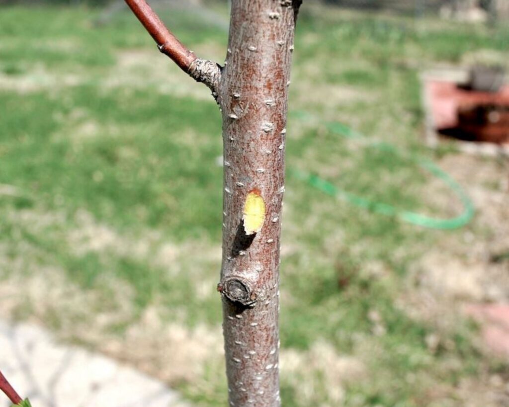 A closeup of a scratch test on a tree, showing green, living tissue.