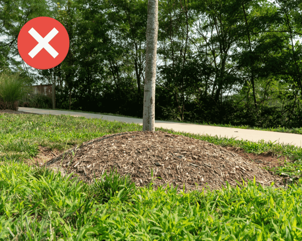 A tree with a mulch volcano, with mulch piled high against the tree's trunk. A red "X" is in the top left corner.