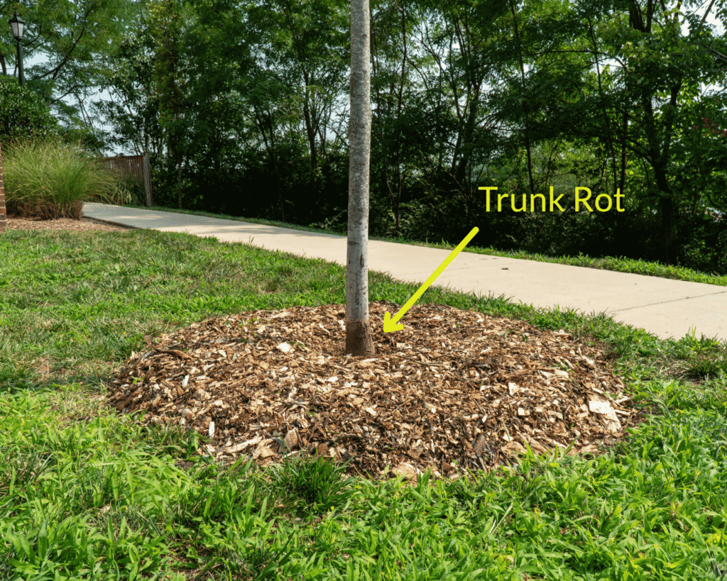 A tree with proper mulching following the 3-3-3 rule, yet trunk rot is visible where the mulch used to be piled high. An arrow points to this area with the text "Trunk Rot"