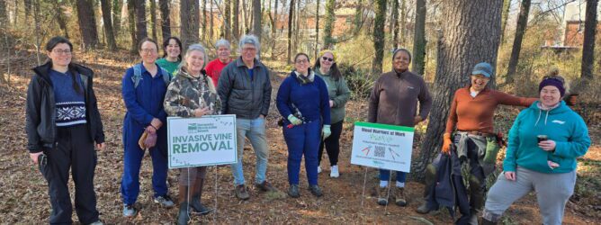 Volunteers at an invasive vine removal.