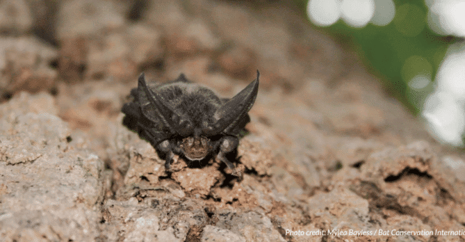 A bat on a tree. Photo credit: Mylea Bayless / Bat Conservation International