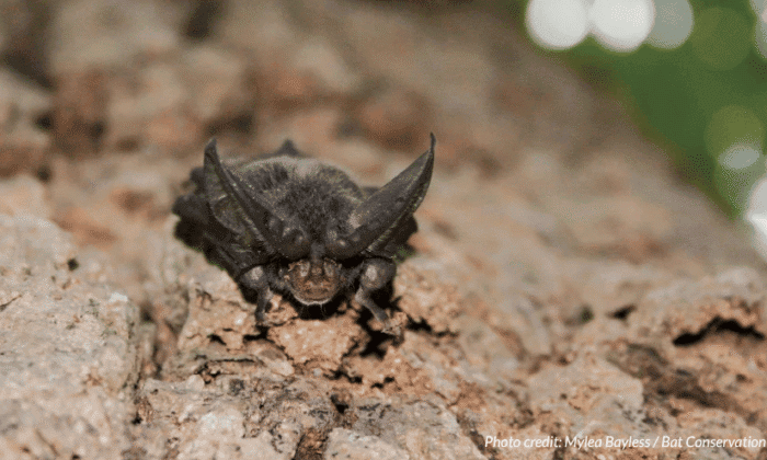 A bat on a tree. Photo credit: Mylea Bayless / Bat Conservation International