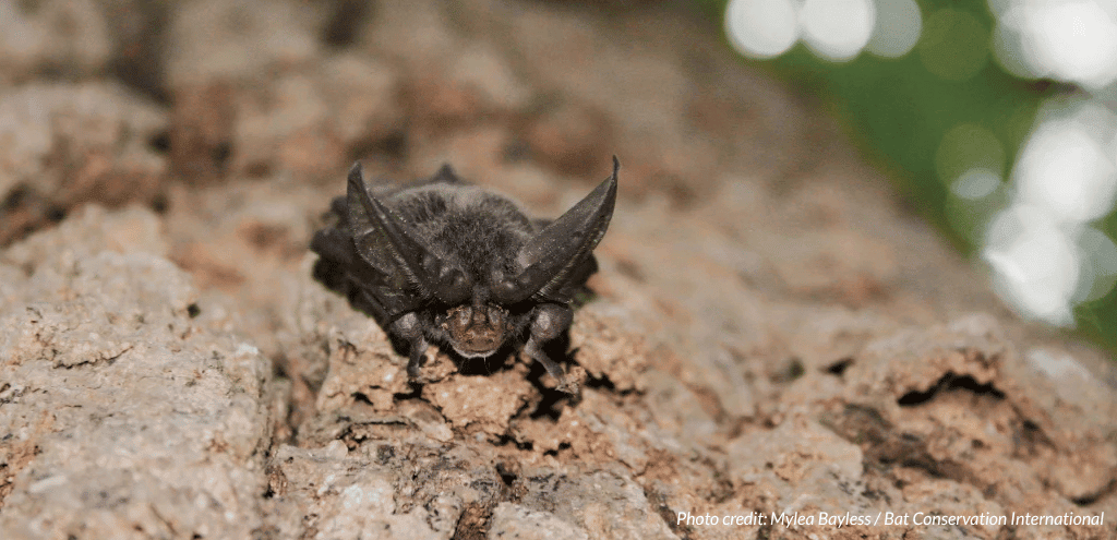 A bat on a tree. Photo credit: Mylea Bayless / Bat Conservation International